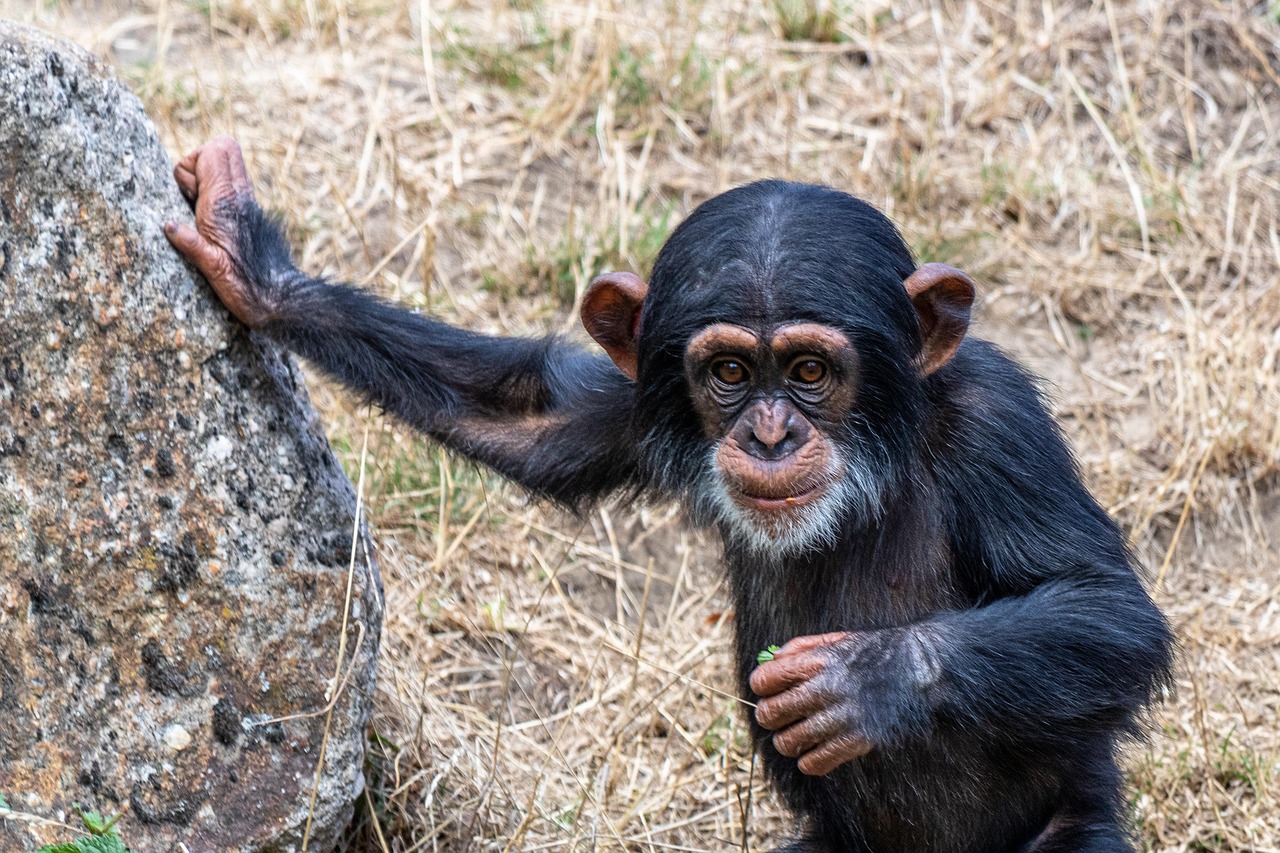 Ape