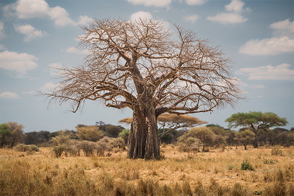 Tarangire National Park Tanzania