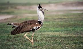 Bird Ruaha