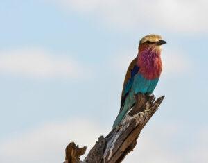 Exotic bird perched in the Serengeti