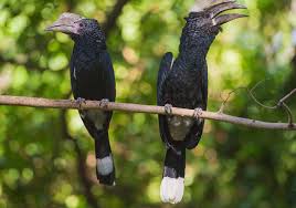 Birds Tarangire