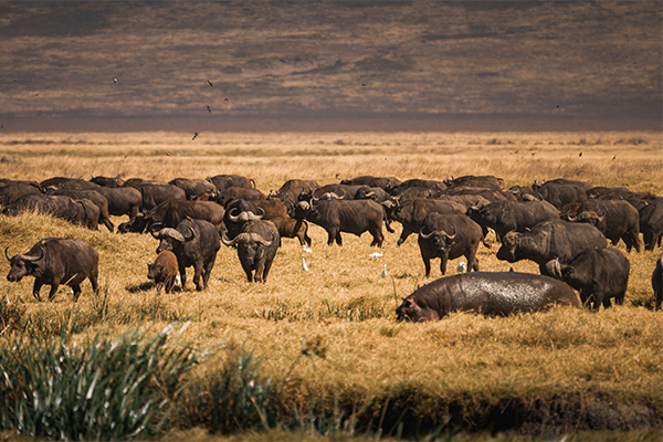 Buffalo Manyara
