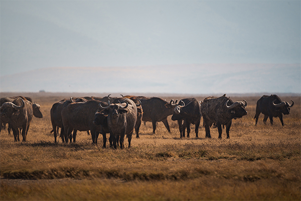 Buffalo Ngorongoro