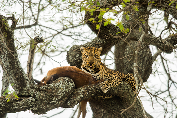 Cheetah on the Serengeti plains