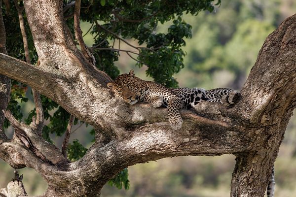 3 day luxury private safari Tanzania Serengeti Ngorongoro