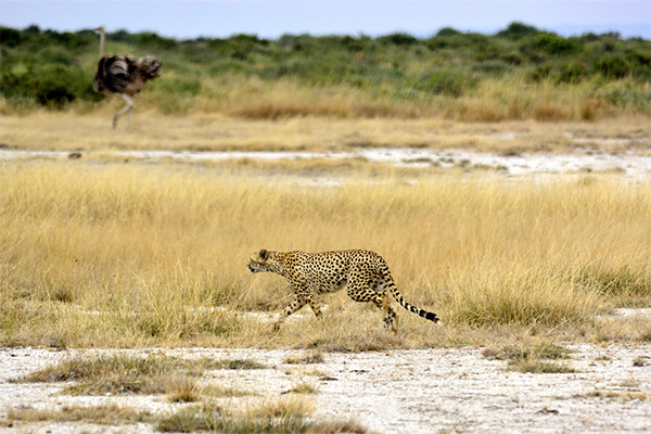 Cheetah Tarangire