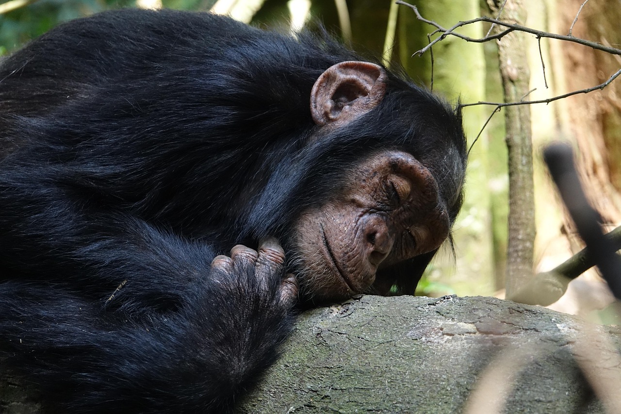 Chimpanzee trekking Mahale