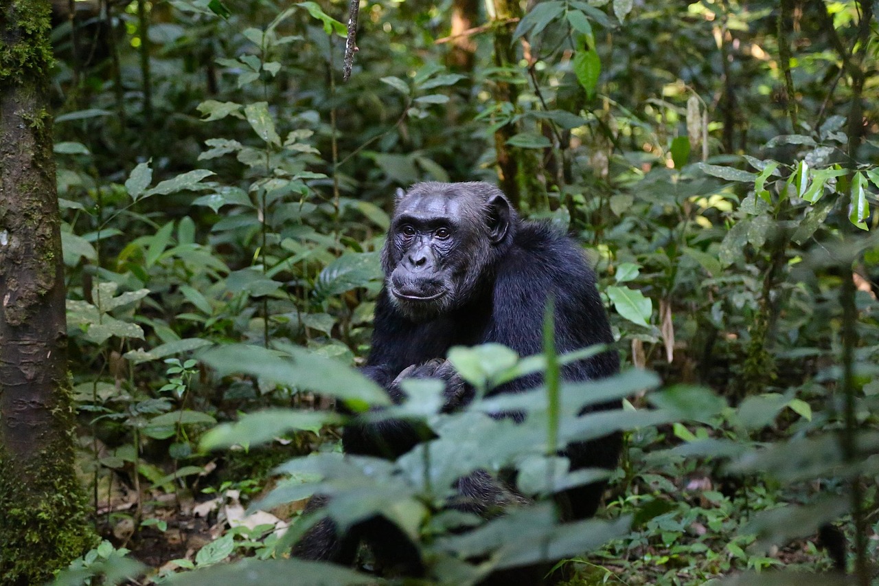 Chimpanzee tracking in Mahale Mountains