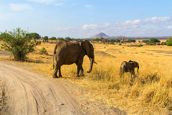 Elephant Ngorongoro