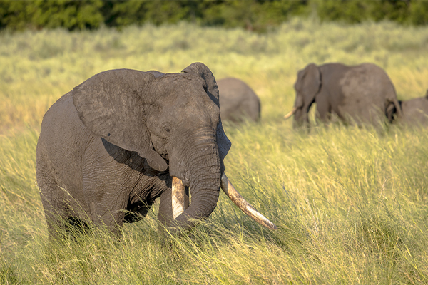 Elephants in Ngorongoro Crater