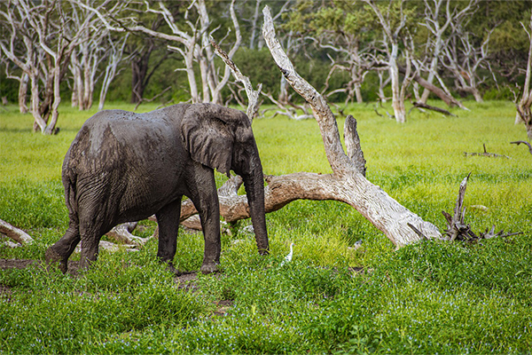 Northern circuit Tanzania safari