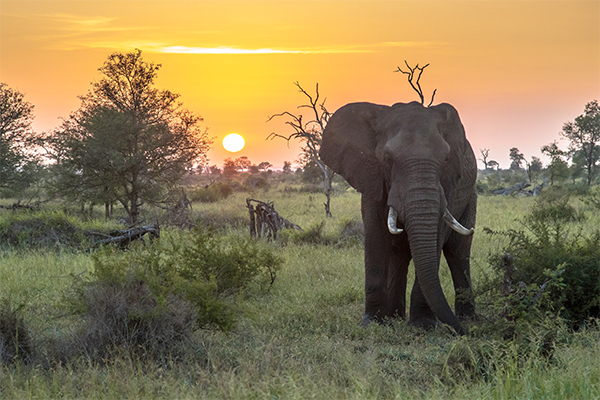 Romantic Tanzania honeymoon safari at sunset
