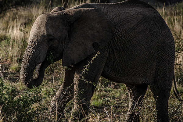 Elephant herds in Tarangire