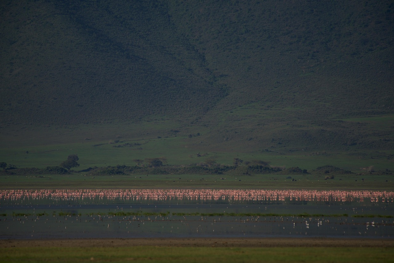 Flamingos Manyara