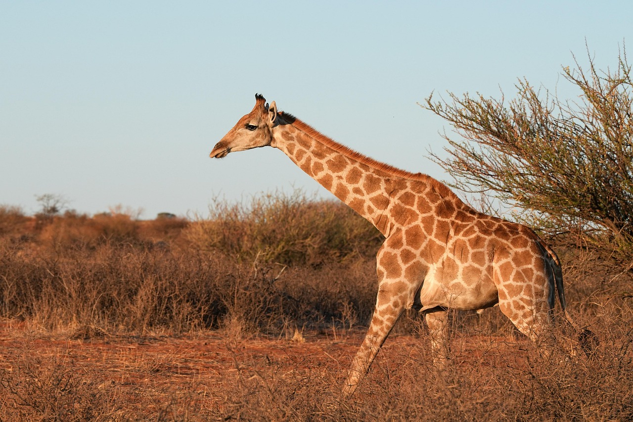 5 day mid-range safari Tanzania 4 parks