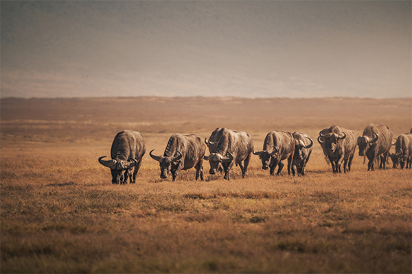 Buffalo Ngorongoro