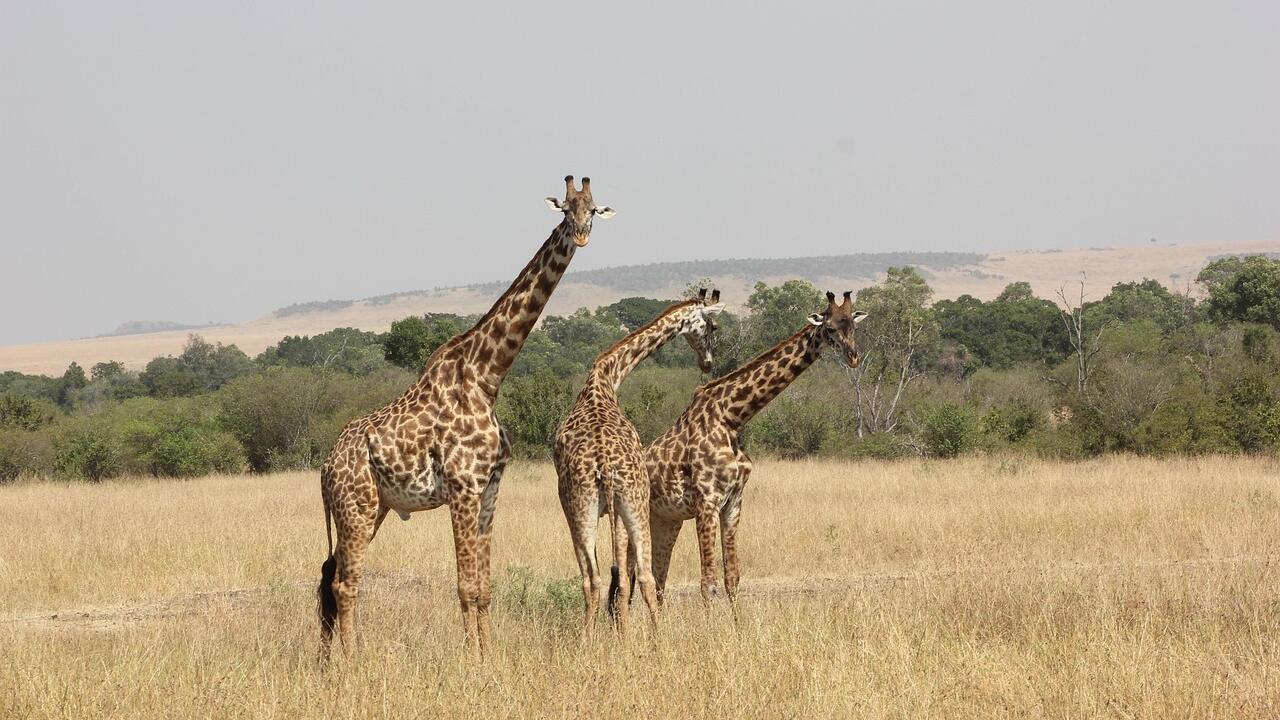 Tanzania safari plains