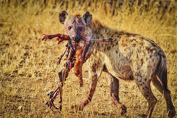 Hyena Ngorongoro