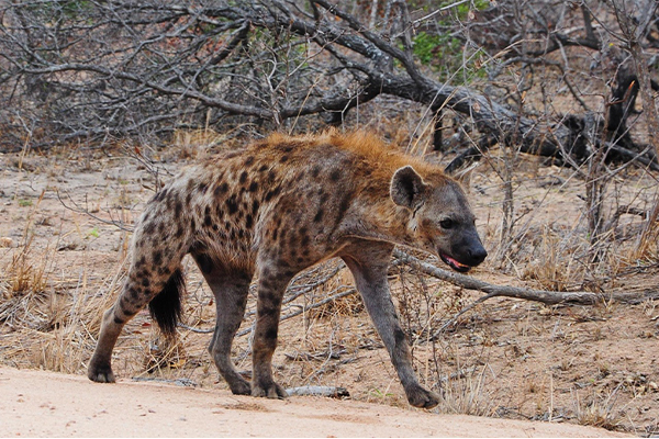 Hyena Tarangire