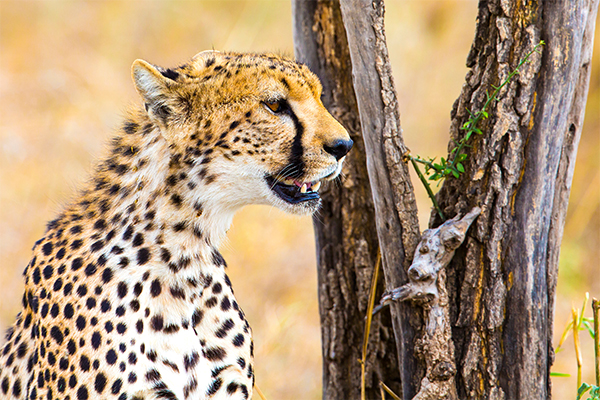 Leopard resting in Serengeti