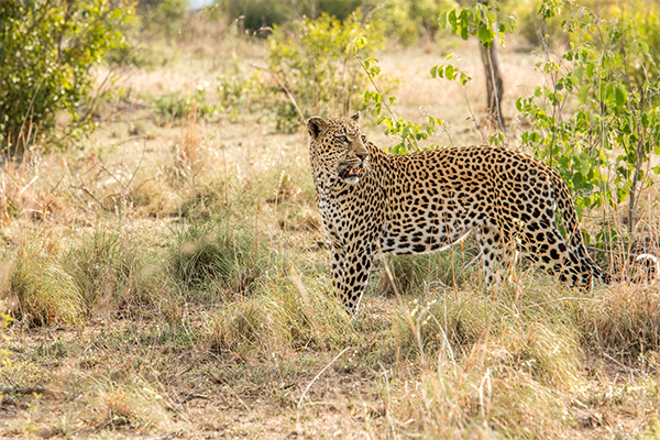 Night game drive Tanzania
