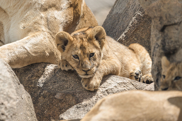 Lion cubs in Ngorongoro Crater