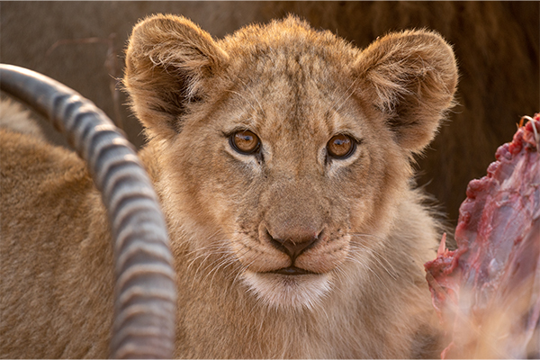 Lion pride on the Serengeti
