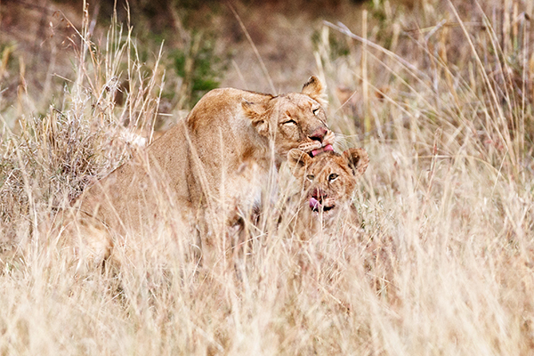 Tree-climbing lions in Lake Manyara