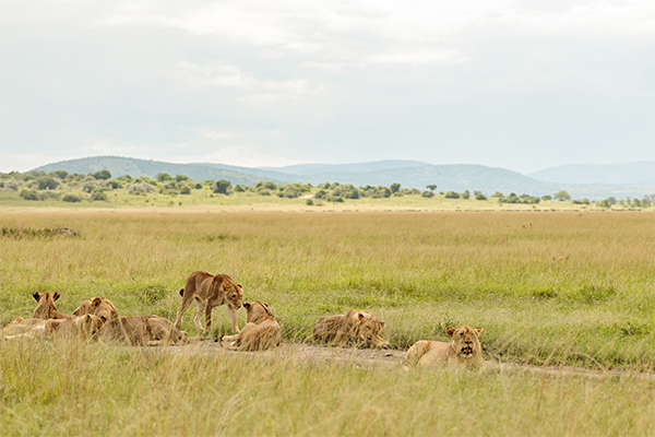 Lion Tarangire