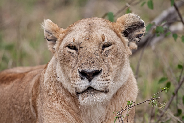 Lioness Manyara