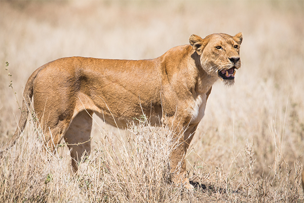 Lioness Serengeti