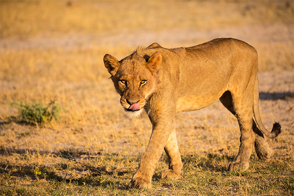 Lioness Tarangire