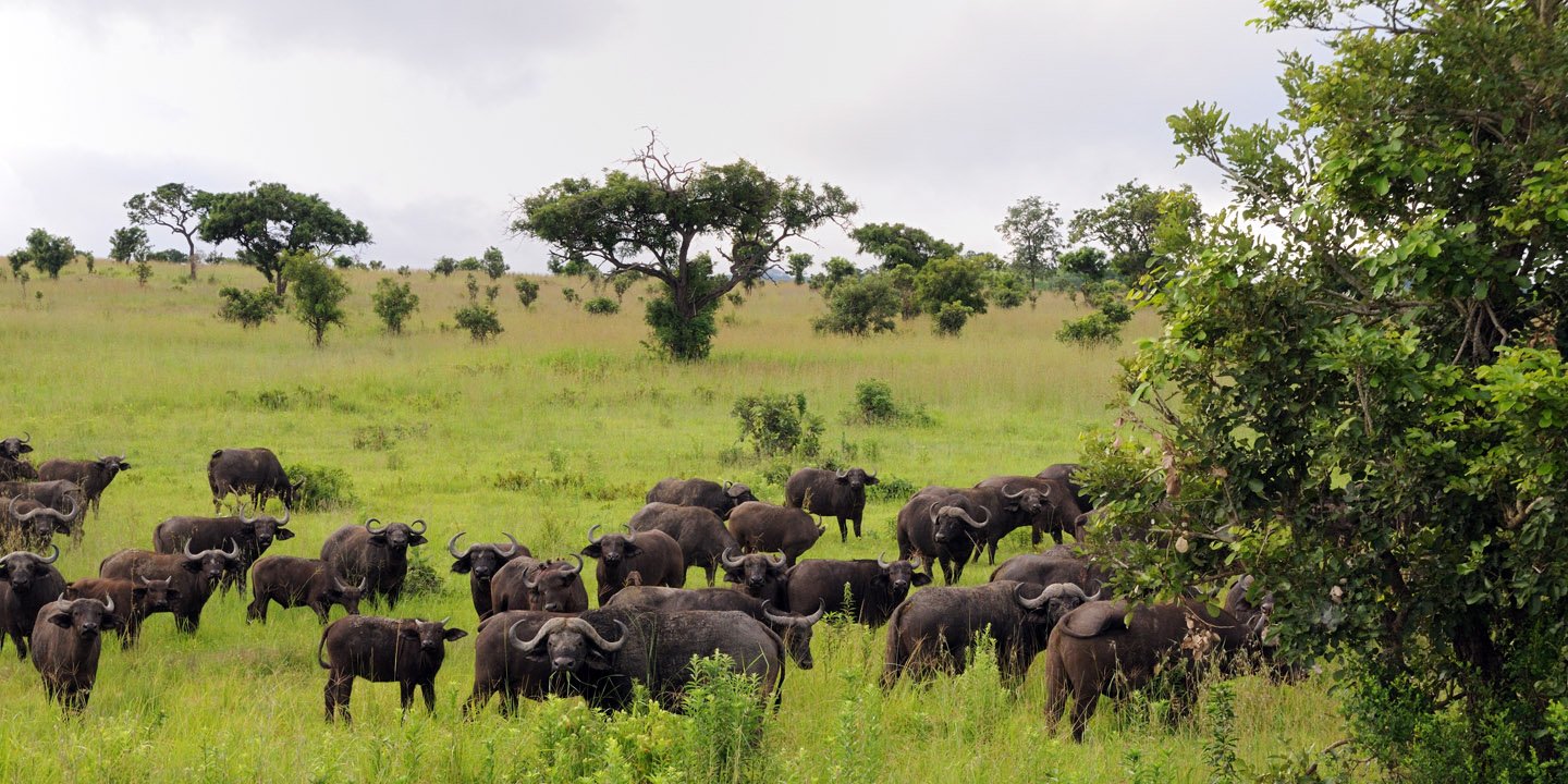 Buffalo Mikumi