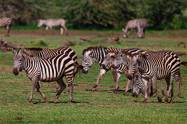 Zebra Mikumi