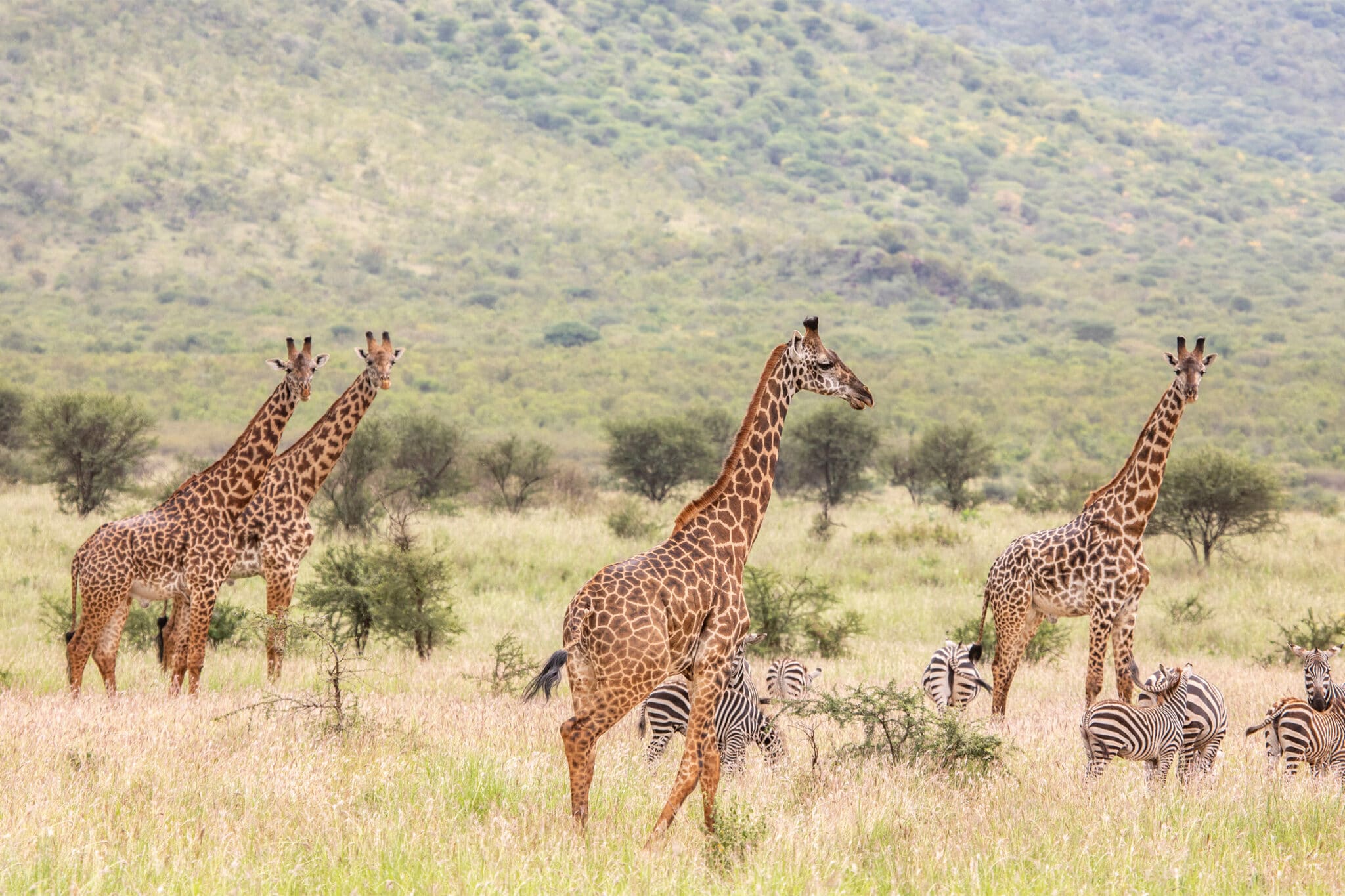 Mkomazi National Park rhino sanctuary