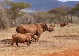 Mkomazi savanna