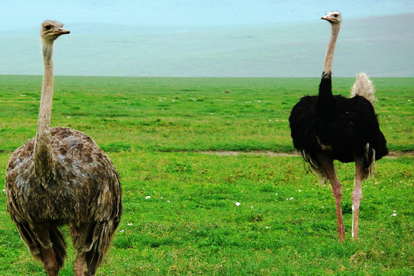 Ostrich Tarangire