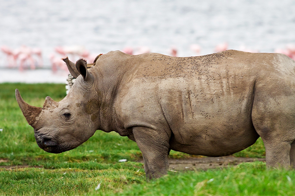 Rhino Lake Manyara