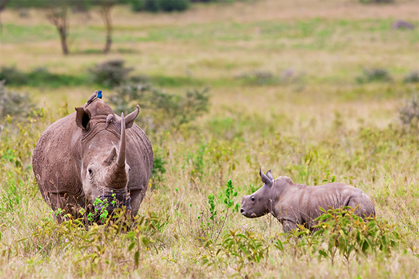Rhino Manyara
