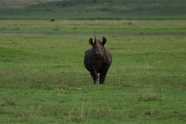 Black rhino in Ngorongoro Crater
