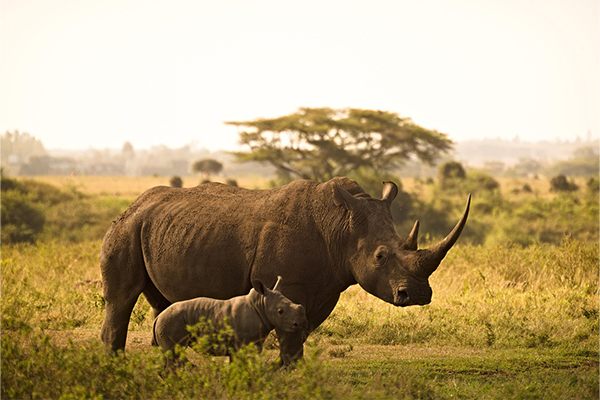Rhino Tarangire