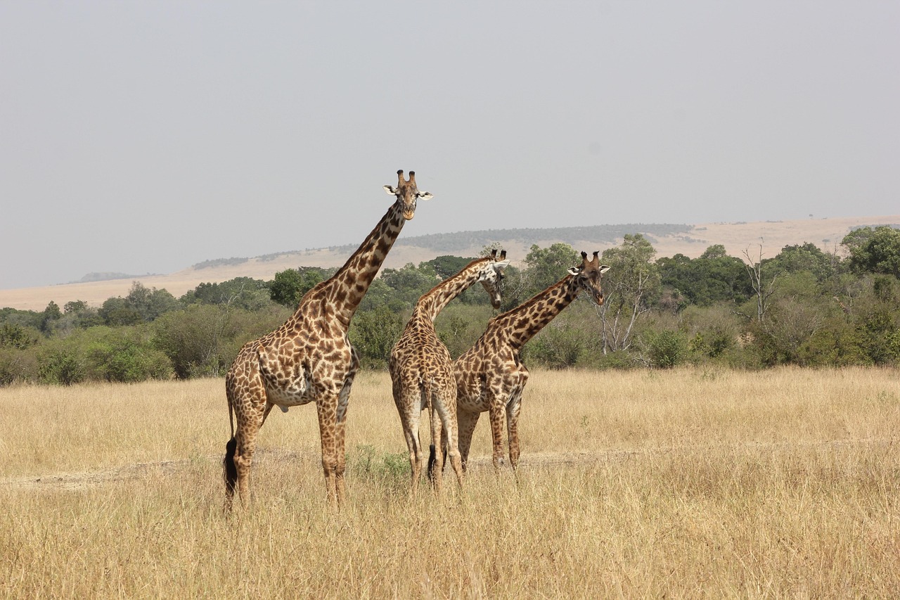 Expert safari guide in the field