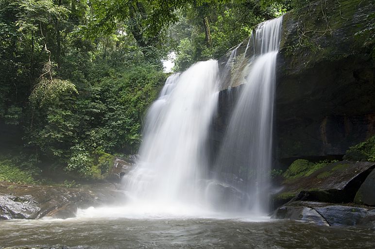 Udzungwa forest
