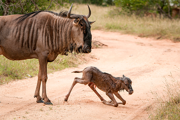 Wildebeest Ndutu calving