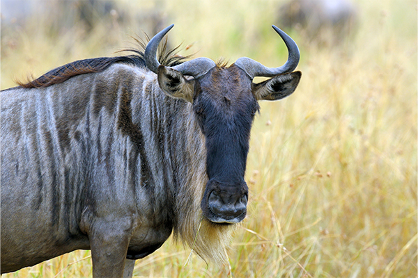 Great Migration safari