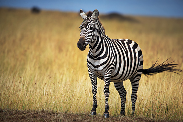 Zebra Mikumi