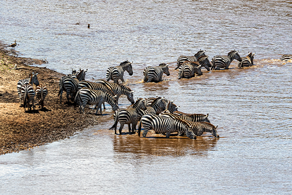 Zebras crossing the Mara River