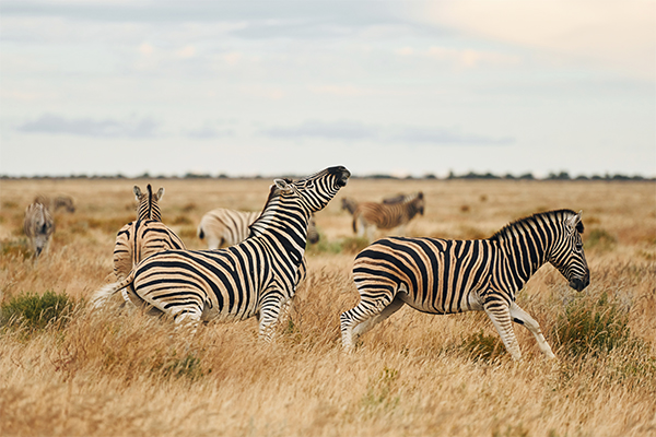 Zebra Serengeti