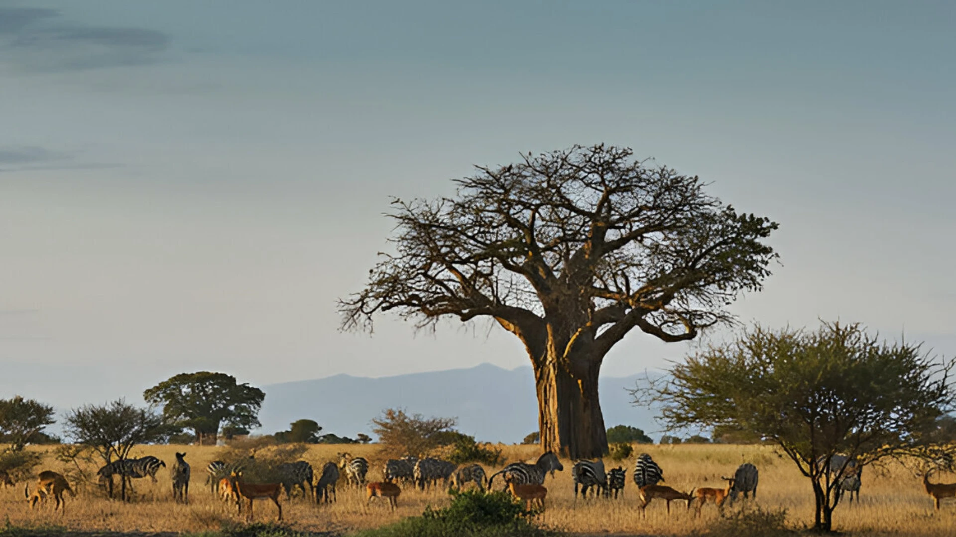 baobab-tree-tarangire