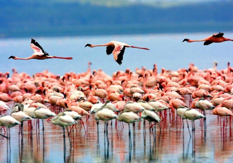 lake_manyara_birds